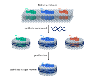 GLP1R靶點(diǎn) 超越降糖減重，引領(lǐng)減肥藥物新突破